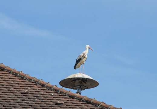 Storch auf Sirene
